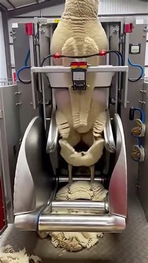 Amazing sheep shearing process