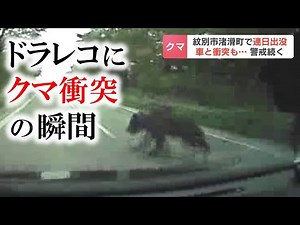 飛び出して来たクマが車と衝突…20日からクマ出没相次ぐ北海道紋別市 パトロール中の警察官らの前にも