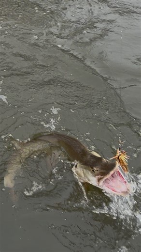 Bass&MuskieArchive on Instagram: "Full hook up to release of a nice Muskie today! I had to redeem myself after the last Muskie reel. #fishing #musky #crazy #explore #giant"