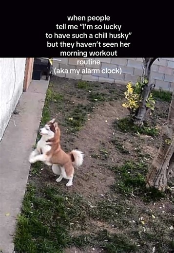 Hilarious Morning Workout Routine of a Husky
