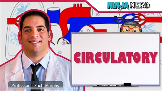 Ninja Nerd | Circulatory | 循环系统