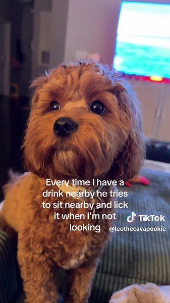 Cavapoo Puppy Always Disturbs Me While Eating