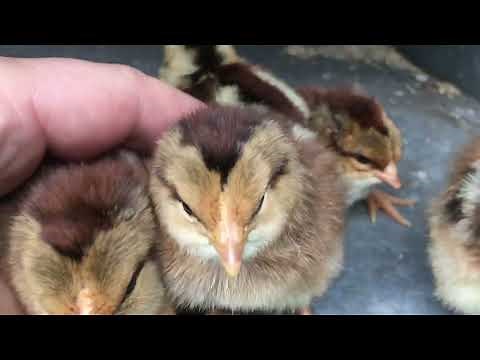 How to sex welsummer chickens - hen vs rooster