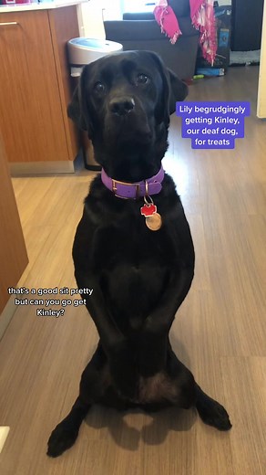 Lily and Kinley: A Heartwarming Bond