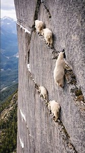 Mountain Goats Climb Impossible Cliff 🐐😱 #mountaingoat #mountainclimbing #pov