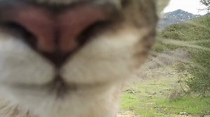 457K views · 4.6K reactions | This is the closest you'll likely ever...