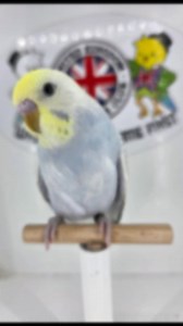 The gorgeous Pepper, a yellow face violet opaline dilute baby boy budgie 🥰 | Golden Wings Aviaries