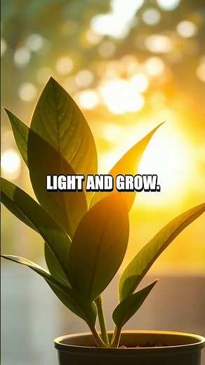 Sunlit Porch Experiments for Young Explorers