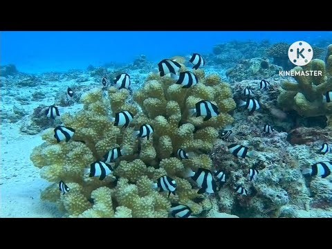 Discover the Colorful Life of Three-Stripe Damselfishes in Their Coral Kingdom!