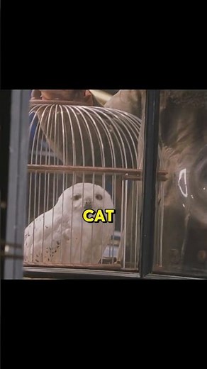 3 Hagrid Facts the Harry Potter Movies Never Showed!