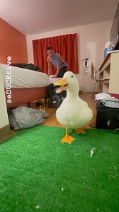 Quack Attack!! Boss Duck Bullies Human.. Water is for ducks. No water for you. 😖🥊🦆 #quackattack #seducktive #wrinkletheduck #ducklife #petducksareawesome #petduck #petducks #petsofinstagram #pets #cutepets #cuteduck #cuteducks #pekinduck #pekinducks #duckling #callduck #petlovers #animals #funny #cute #cuteness #serotonin #serotoninboost #ducky #pato #canard #ente #🦆 | seducktive