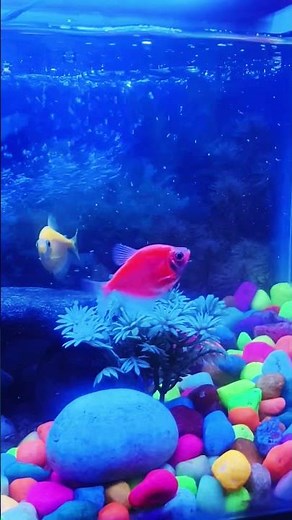 Dancing Fish 🐠🐟