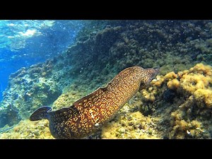 ΜΕΓΑΛΗ ΣΜΕΡΝΑ ΣΤΟ ΨΑΡΟΝΤΟΥΦΕΚΟ - SPEARFISHING A BIG MORAY EEL
