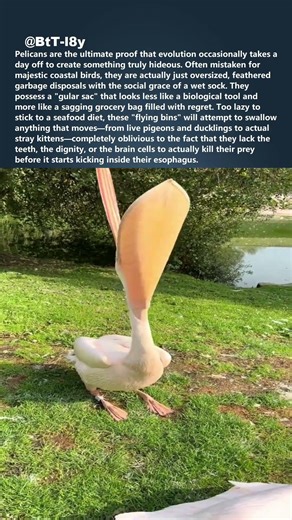 Why PELICANS are actually flying trash cans 🗑️ #shorts