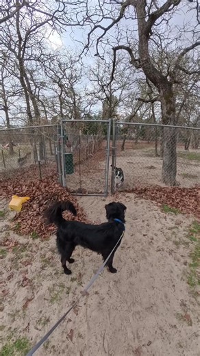 Breaking down dog behavior between 2 dog aggressive dogs. #dogtraining #dogtrainer #dogsoftiktok #dogs #behaviormod