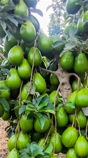 Grow Your Avocado Tree 10x FASTER #garden #gardeningtips #fruit #plants #Avocado