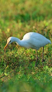 11K views · 614 reactions | Cattle egret | 퐍퐚퐭퐮퐫퐞 퐏퐡퐨퐭퐨퐬 퐁퐨퐨퐤 | Facebook