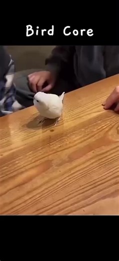 bird core #type #tyyyyyyyyyyyyyyyyy #humor #viral #birdcore