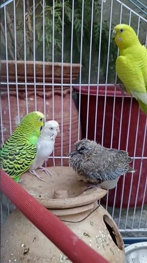 Budgie Birds Chirping | Relaxing Birds Sounds | Bird ASMR
