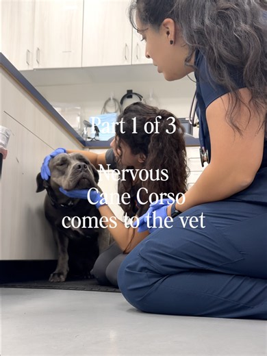 Nervous Cane Corso Puppy Needs Gentle Care