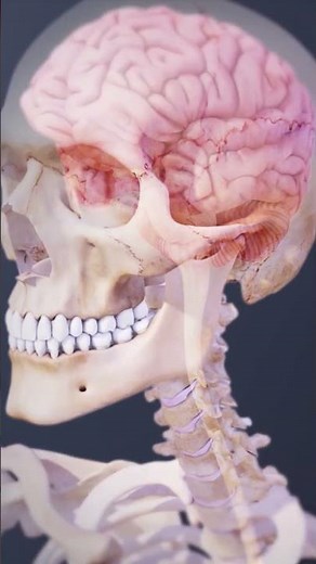 Spinal Cord and Spinal Nerves