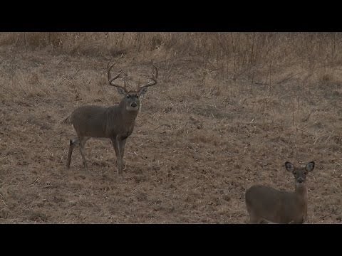 15-Yard Files: Aggressive Deer Calling Pulls 190-Inch Buck into Bow Range