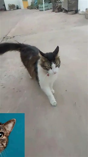 EL SUPER MICHI PELUDO #shorts #gat #humor #pixarstyle #diversion #risa #cartoon #fe #cartoon #alegre