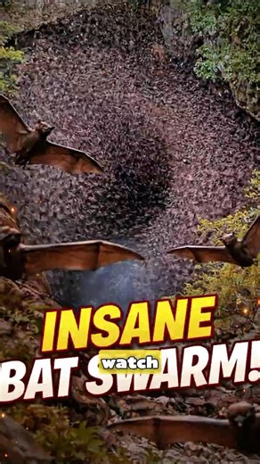 An Insane Bat Swarm Heads Out to Hunt