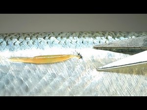 If you flip the skin of a parasite-bitten fish...