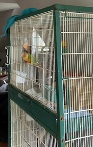 Mango, a 3-year-old pineapple conure sneaked out of his cage by unlocking it with his beak. He put his beak between the bars and popped the little cage door open making the owner laugh. | Jukin Copyright Management | Facebook
