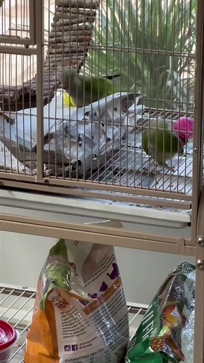 2.6K views · 112 reactions | These juvenile Quakers NEVER stop playing! I think Binky wants to join in ⚽️ | Palm Beach Parrot & Bird Rescue/Sanctuary Of South Florida | Facebook