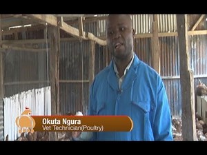 Expert Guide: Key to poultry farming success – part 1