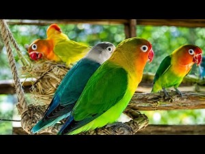 Colorful Lovebirds World 🥰💚#aviarylife#lovebirds#nature #birds