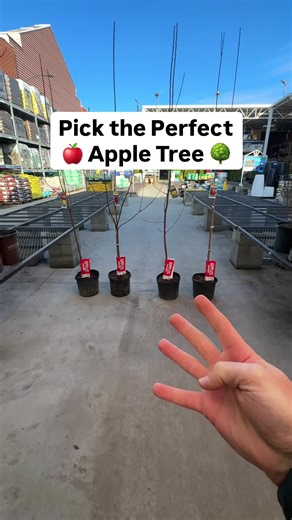 Choosing the Best Apple Tree for Long-Term Success