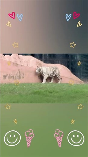 Delhi Zoo Shorts 🐼 | National Zoological Park