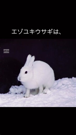 エゾユキウサギの生態と特徴
