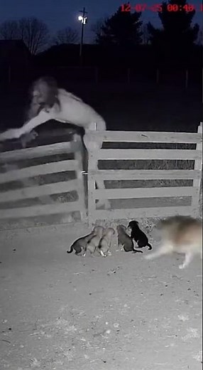 CCTV: Mother Dog vs Zombie at the Farm Gate | 4K
