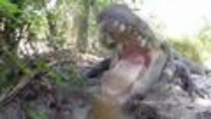 Alligator Chomps on GoPro Camera
