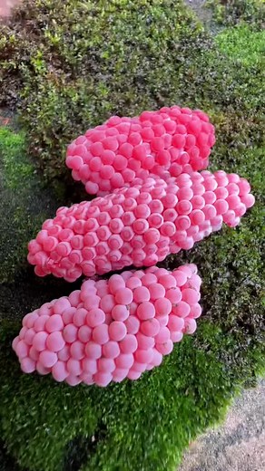 Kẻ Hủy Diệt trên TikTok