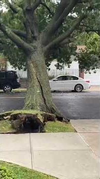Mother Nature’s Fury Terrifying Moments Trees Fell Like Matchsticks!