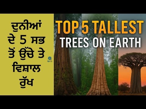ਦੁਨੀਆਂ ਦੇ 5 ਸਭ ਤੋਂ ਉੱਚੇ ਰੁੱਖ! 🌲 Taller than Statue of Liberty?