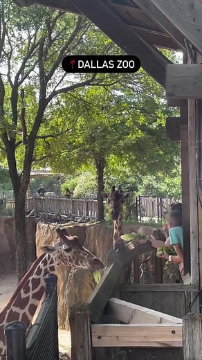 Wanting a zoo day? During the day visit the @Dallas Zoo to see the largest zoological park in Texas, home to over 2,000 animals representing 406 species. And until Jan. 2, visit The Dallas Zoo Lights at night , with more than 2 million twinkle 💡 lights, 🎅 Santa's Village and 🦕 Dino lights. #visitdallas #dallastexas #thingstodoindallas #dallastx #holidays #holiday #dallaszoo #zoo