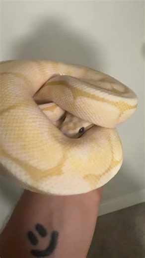 1.4K views · 23 reactions | #ballpython #ballpythonmorphs #snake #snakes #snakesofinstagram #reptile #reptiles #reptilekeeper #reptilelover #pet #pets #daily #animals #snake #snakes #snek #fun #cute #happy | Black Lake Reptiles | Facebook