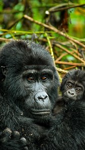 7.4K views · 147 reactions | Coming close to mountain gorillas in...