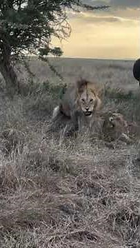 The LION's penis is barbed so withdrawal hurts the LIONESS #wildlife