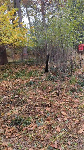 Tight broken tree in the backyard. No access for cranes or lifts pittsford New York | OAKES TREE SERVICE