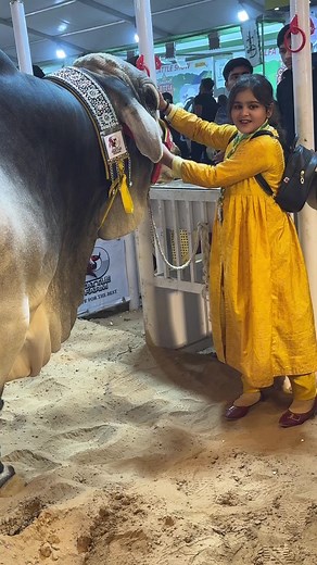Brahman Cattle Champions Showcase at Expo