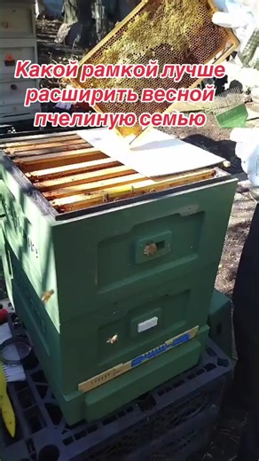 Expanding Bee Families in Spring: Best Frame Options