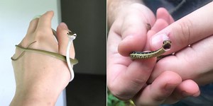 26 Baby Snake Pictures That Will Help You Conquer Your Fear With Their Cuteness