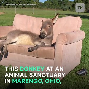 This donkey is a full-on mood 😴 (via In The Know Good News) | Yahoo Lifestyle Australia